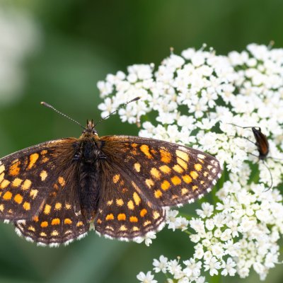 Melitaea athalia (hnědásek jitrocelový), SK, Štôla