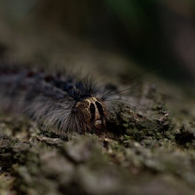 Lymantria dispar (bekyně velkohlavá), Žebětín