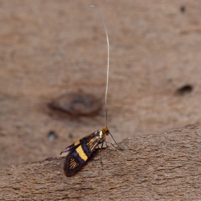Adela croesella (adéla zdobená), Žebětín