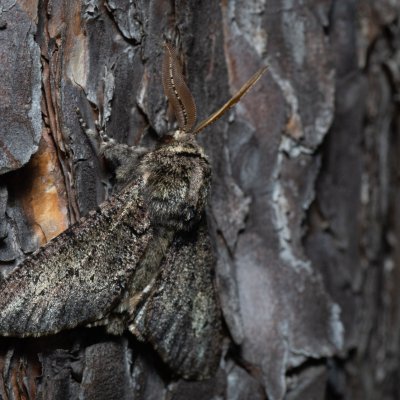 Biston strataria (drsnokřídlec lipový), PR Kamenný vrch