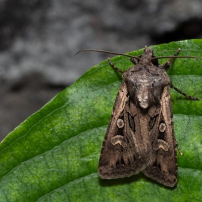 Euxoa aquilina (osenice obilná), NPR Děvín