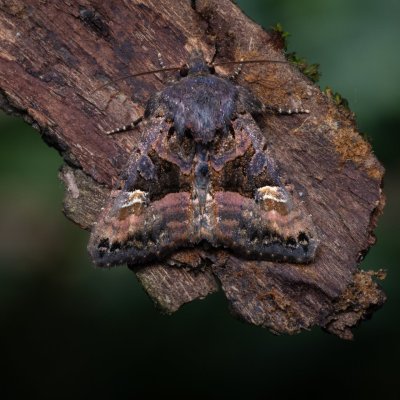 Euplexia lucipara (blýskavka ostružiníková), PP Bobrava