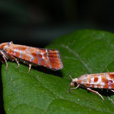 Rhyacionia buoliana (obaleč prýtový), PR Turold