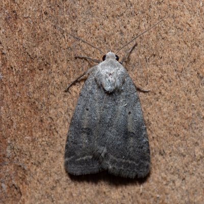 Athetis gluteosa (blýskavka šedohnědá), Urbanův kopec, Ostopovice