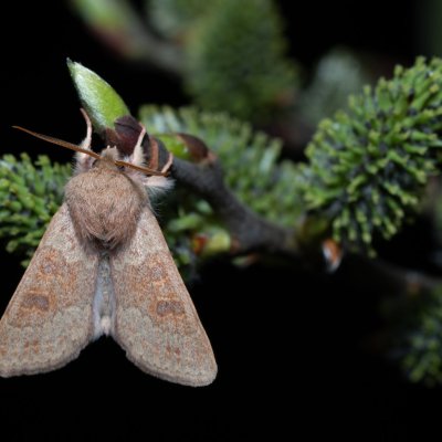 Orthosia miniosa (jarnice zardělá), Kývalka