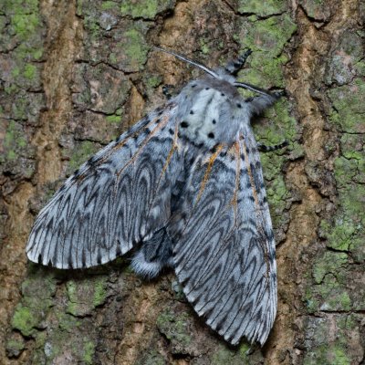Cerura vinula (hranostajník vrbový), Augšperský potok