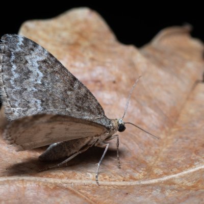 Perizoma hydrata (píďalka silenková), PP Střelický les