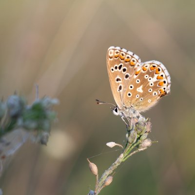 Polyommatus bellargus (modrásek jetelový), PR Kamenný vrch