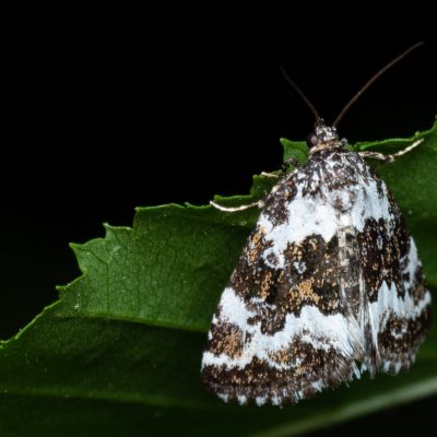 Deltote deceptoria (světlopáska ostřicová), Žebětín