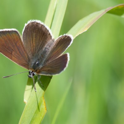 Aricia eumedon (modrásek bělopásný), SK, Štôla