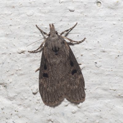 Lamoria anella (-), GR, Makrata, Korfu