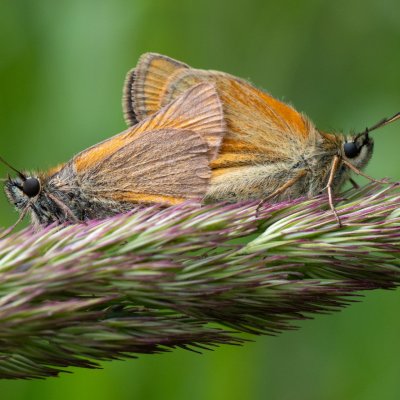 Thymelicus sylvestris (soumračník metlicový), SK, Štôla