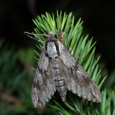 Sphinx pinastri (lišaj borový), PP Černice