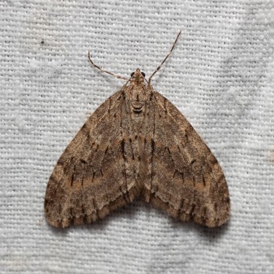 Trichopteryx polycommata (šedokřídlec ptačízobový), PP Člupy