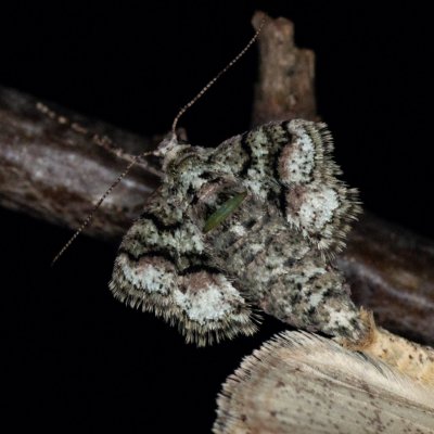 Agriopis marginaria (tmavoskvrnáč habrový), Žebětín