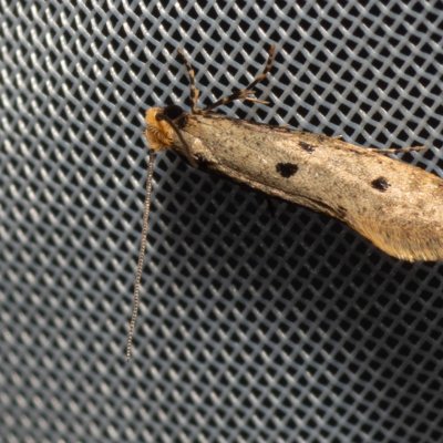 Tinea trinotella (mol trojtečný), NPP Malhotky