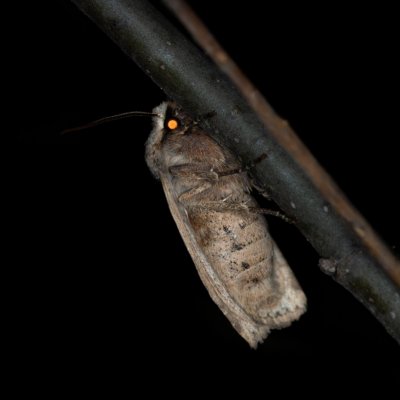 Conistra rubiginosa (zimovnice trnková), Žebětín