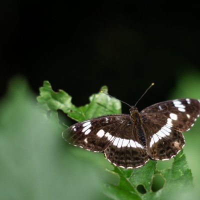 Limenitis camilla (bělopásek dvouřadý), Hády