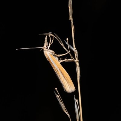 Agriphila tristella (travařík travní), PR U Brněnky