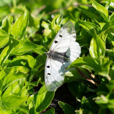 Parnassius mnemosyne (jasoň dymnivkový), Lysá hora u Ochozu