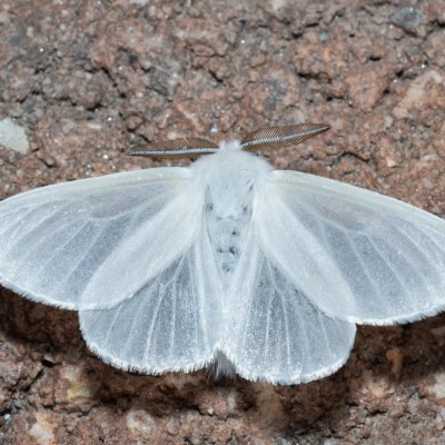 Leucoma salicis (bekyně vrbová), IT, Pfelders - Plan, Jižní Tyrolsko