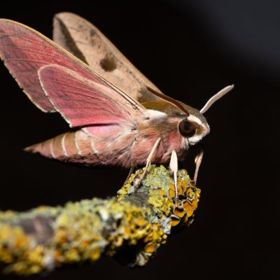 Hyles euphorbiae (lišaj pryšcový), NPR Slanisko u Nesytu