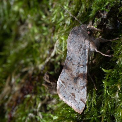 Orthosia incerta (jarnice březnová), Žebětín