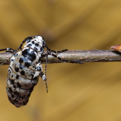 Erannis defoliaria (tmavoskvrnáč zhoubný), Helenčina studánka