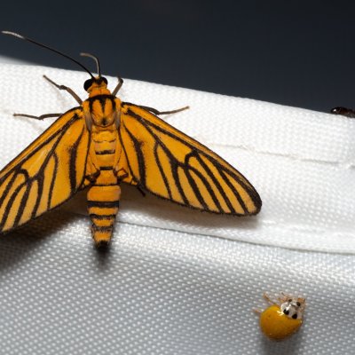 Amata tigrina (-), TH, Khao Sok