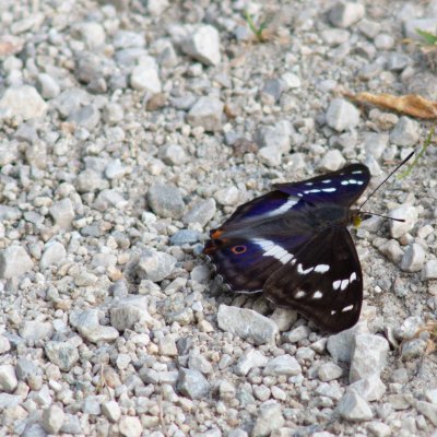 Apatura iris (batolec duhový), SK, Štôla