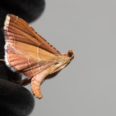 Endotricha flammealis (zavíječ červenavý), Kývalka