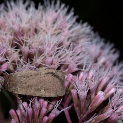 Xestia xanthographa (osenice žlutoskvrnná), PP Augšperský potok