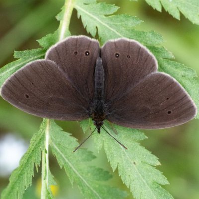 Aphantopus hyperanthus (okáč prosíčkový), SK, Štôla
