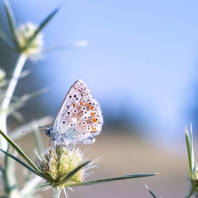 Polyommatus coridon (modrásek vikvicový), PP Černice