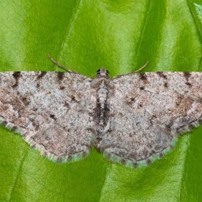 Aethalura punctulata (různorožec olšový), Augšperský potok