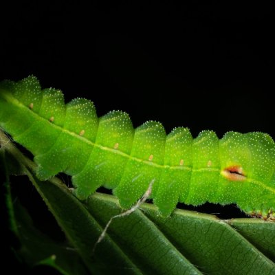 Aglia tau (martináč bukový), Žebětín