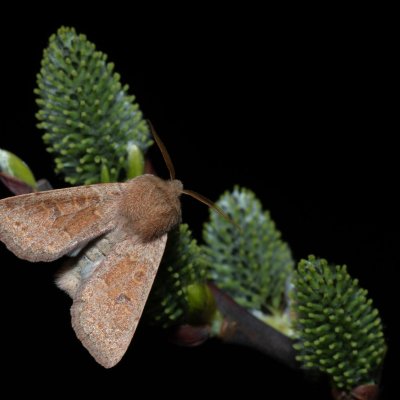 Orthosia miniosa (jarnice zardělá), Kývalka
