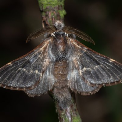 Poecilocampa populi (bourovec topolový), Žebětín