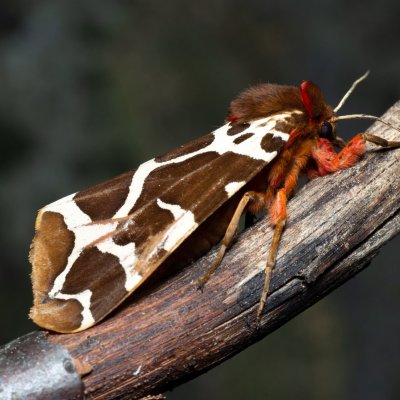 Arctia caja (přástevník medvědí), Březina