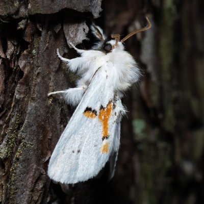 Leucodonta bicoloria (hřbetozubec dvoubarvý), NPR Radostínské rašeliniště