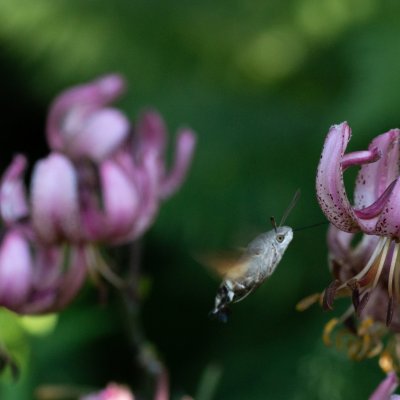 Macroglossum stellatarum (dlouhozobka svízelová), PR Templštejn