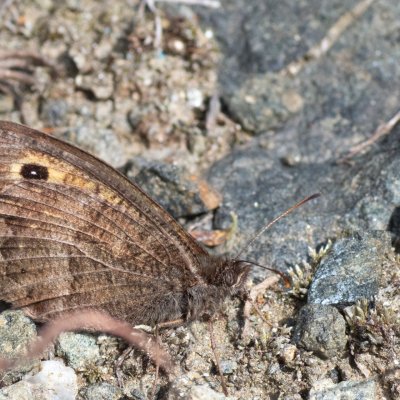 Arethusana arethusa (okáč kostřavový), PP Pustý mlýn