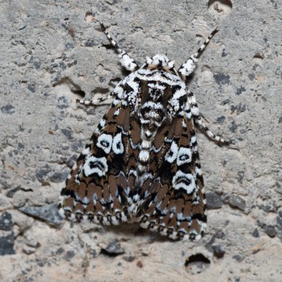 Lamprosticta culta (pestroskvrnka trnková), HR, Krasno