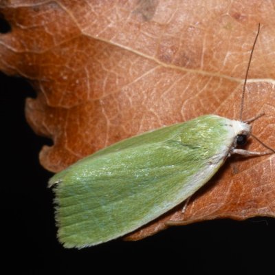 Earias clorana (zeleněnka vrbová), Hrabětice