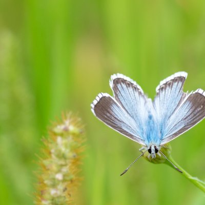 Polyommatus coridon (modrásek vikvicový), PP Černice