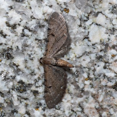 Eupithecia sp., SK, Štôla