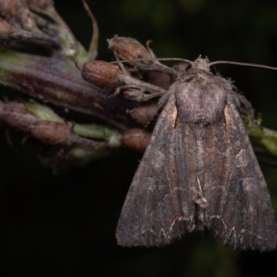 Lacanobia suasa (můra zahradní), NPP Váté písky