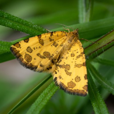 Pseudopanthera macularia (zejkovec hluchavkový), Podkomorské lesy, Kopeček