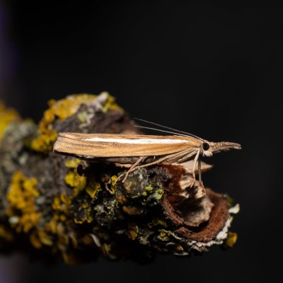 Agriphila selasella (-), PR U Brněnky