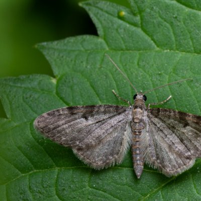 Eupithecia sp., Podkomorské lesy, Kopeček